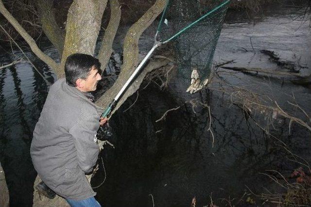 (özel Haber) Porsuk Çayı’nda Toplu Balık Ölümleri