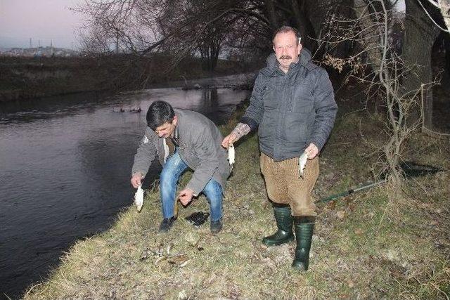 (özel Haber) Porsuk Çayı’nda Toplu Balık Ölümleri