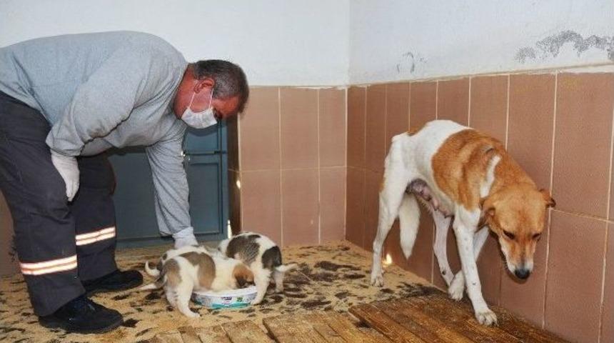 Torbalı&rsquo;da Sokak Hayvanlarına Beş Yıldızlı Bakımevi