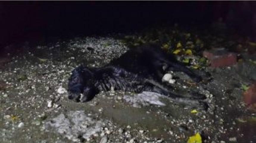 Demre&rsquo;de K&ouml;pek Katliamı