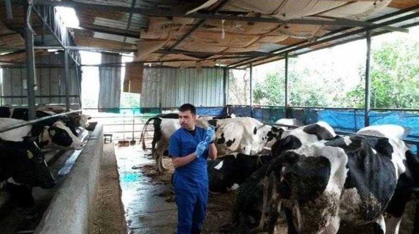 D&ouml;rtyol&rsquo;da &ldquo;şap&rdquo; Hastalığına Karşı Aşı &Ccedil;alışması Başlatıldı