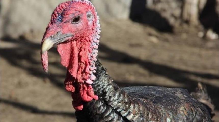 (&ouml;zel Haber) Yılbaşı Hindileri Elde Kalıyor, &Ccedil;erezler Tezgahları S&uuml;sl&uuml;yor