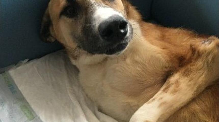 "şanslı" K&ouml;pek Yuvasına Kavuştu