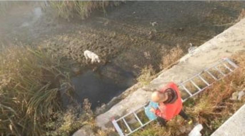 Alaplı&rsquo;da &Ccedil;aya D&uuml;şen K&ouml;peği Vatandaşlar Kurtardı