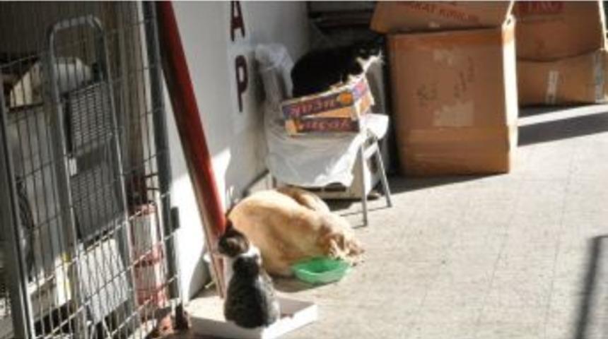 (&ouml;zel Haber) Kediyle K&ouml;peğin İmrendiren Dostluğu