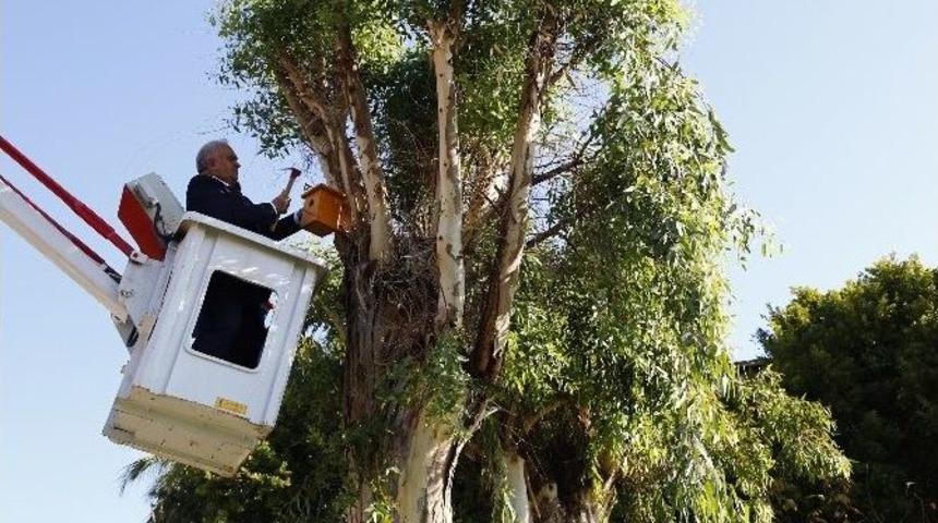 Erdemli Belediyesi&rsquo;nden Doğal Yaşama &rsquo;kuş Yuvası&rsquo; Desteği