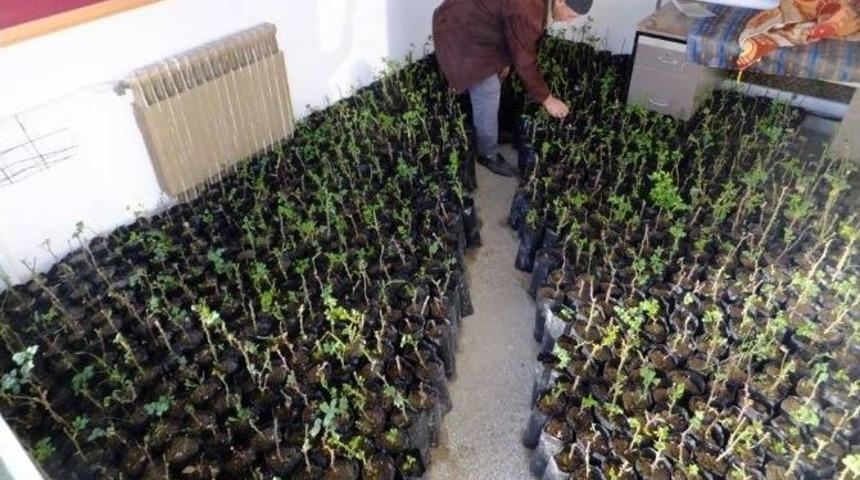 Kaymaklı Belediyesi G&uuml;l Fidesi &Uuml;retmeye Başladı