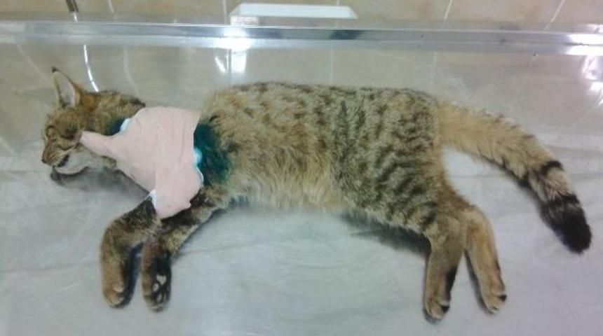 Aracın &Ccedil;arptığı Yaban Kedisi Telef Oldu