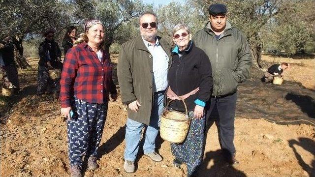 Canan Karatay Gömeç’te Zeytin Hasat Şenliğine Katıldı