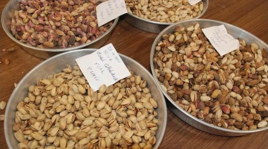 Şutb&rsquo;de Fıstık İhalesi