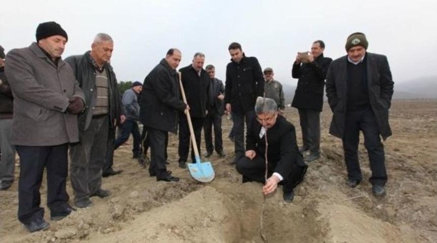 Ezinepazar&rsquo;da Ceviz Fidanları Toprakla Buluştu