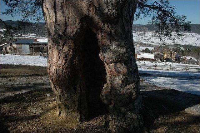 Anıt Ağaç 740 Yaşında