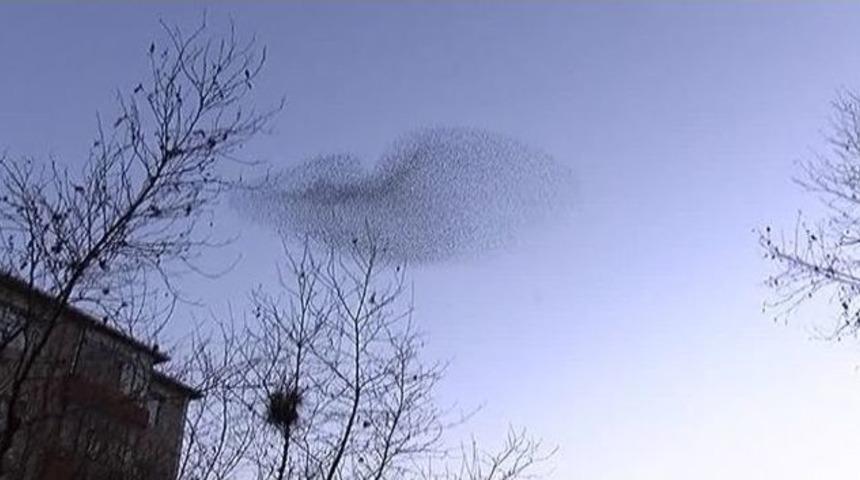 İstanbul Semalarında Sığırcık Kuşlarından B&uuml;y&uuml;leyen G&ouml;rsel Şov