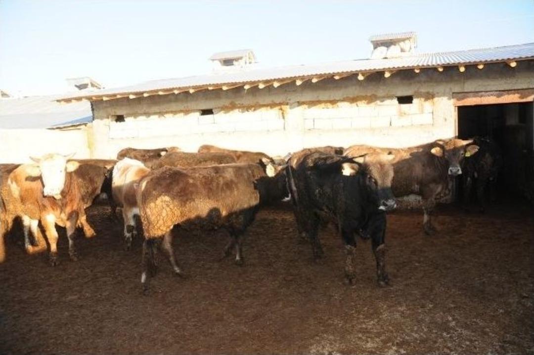 Karantinaya Alınan B&ouml;lgelerde Aşılama &Ccedil;alışması