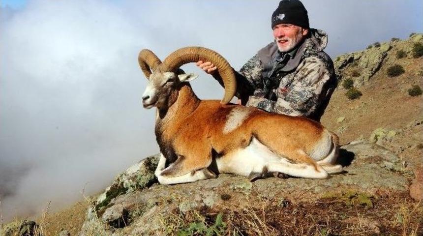 (&ouml;zel Haber) Bir Anadolu Yaban Koyununu Avlamak İ&ccedil;in 90 Bin Lira &Ouml;dedi