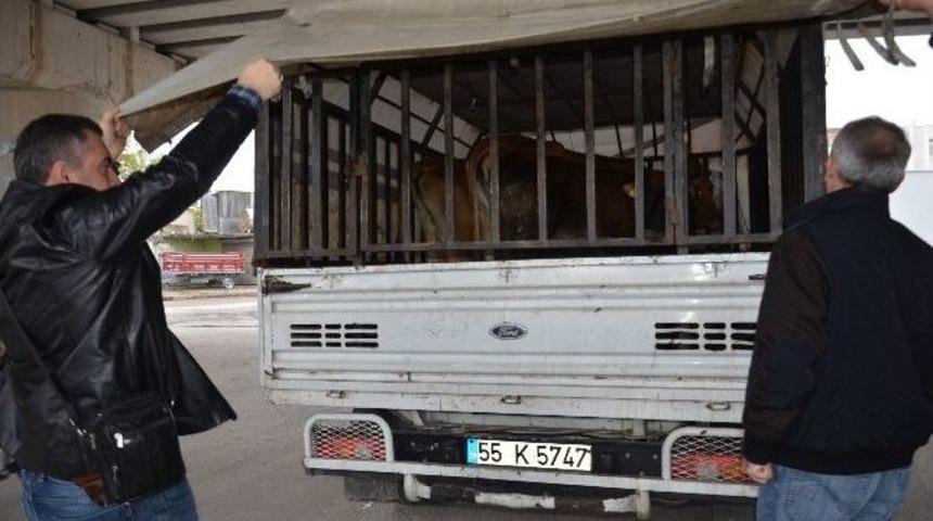 Bafra&rsquo;da Hayvan Hırsızlığı Zanlıları Yakalandı