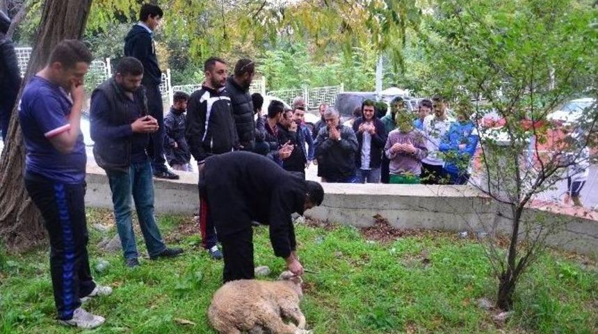 Taraftar Grubu Galibiyet İ&ccedil;in Kurban Kesti