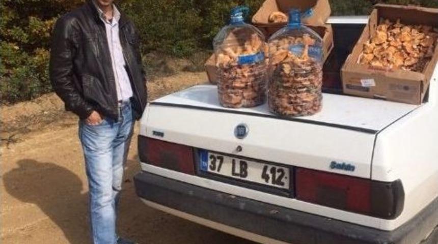 Kanlıca Mantarı Ek Gelir Kaynağı Oldu