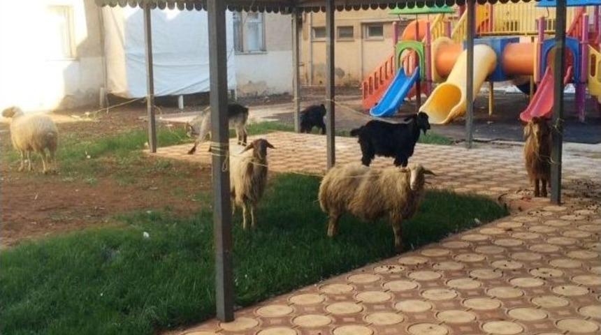 Koyun Koyuna Yolculuk Ederken Polise Yakalandılar