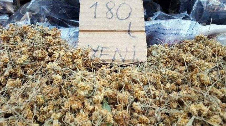 (&ouml;zel Haber) Ihlamur Altınla Yarışıyor