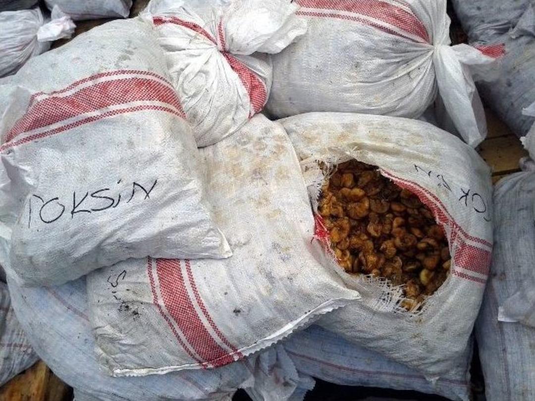 Aflatoksinli İncirler İmha Ediliyor