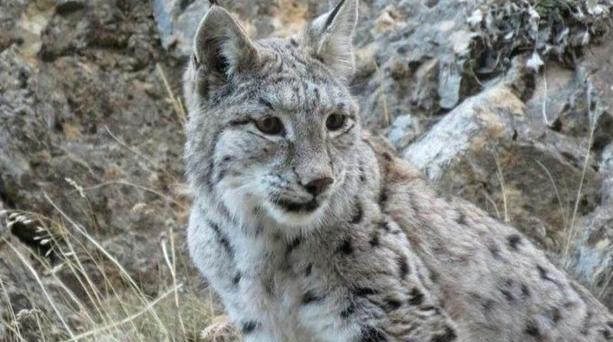 Vaşak Bu Kez P&uuml;l&uuml;m&uuml;r&rsquo;de G&ouml;r&uuml;nt&uuml;lendi