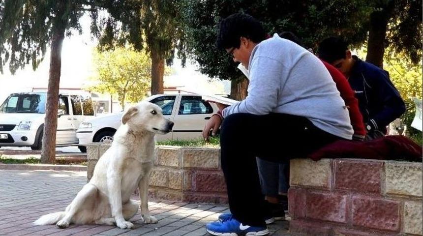 Sokak K&ouml;peği, Kitap Okuyan &Ouml;ğrencileri İzledi