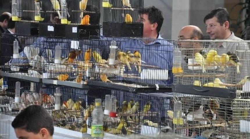 Bursa&rsquo;nın Şampiyon Kuşları Belirleniyor