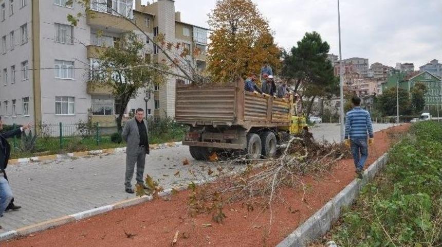 Alaplı Deniz Dolgu Alanı Ağa&ccedil;landırılıyor