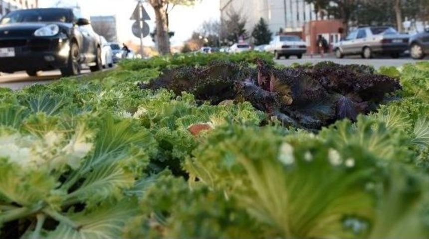 B&uuml;y&uuml;kşehir, Şehre 305 Bin Lale Soğanı Ve S&uuml;s Lahanası Dikti
