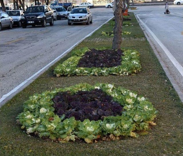 Büyükşehir, Şehre 305 Bin Lale Soğanı Ve Süs Lahanası Dikti