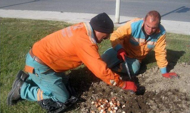 Büyükşehir, Şehre 305 Bin Lale Soğanı Ve Süs Lahanası Dikti