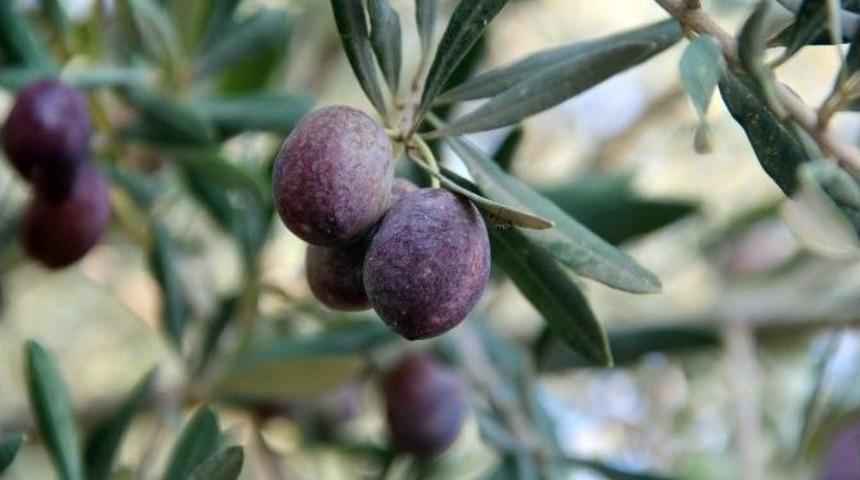 Kahramanmaraş Zeytini Fiyatları D&uuml;ş&uuml;rd&uuml;