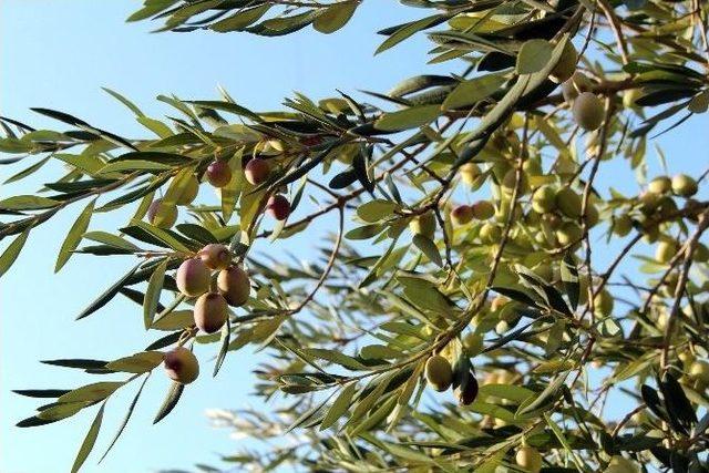 Kahramanmaraş Zeytini Fiyatları Düşürdü