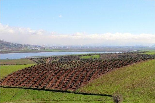 Kahramanmaraş Zeytini Fiyatları Düşürdü