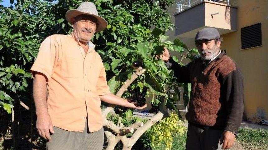 Ağa&ccedil;ta Patlıcan Yetiştirdiler