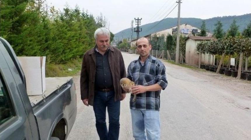 Yaralı Baykuş Tedavi Altında