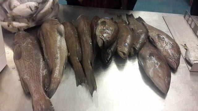 Konya’da Su Ürünleri Denetimleri 1