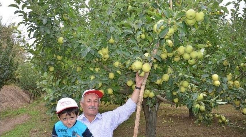 Darendeli &Uuml;retici Kayısıya Alternatif Elma Yetiştiriyor