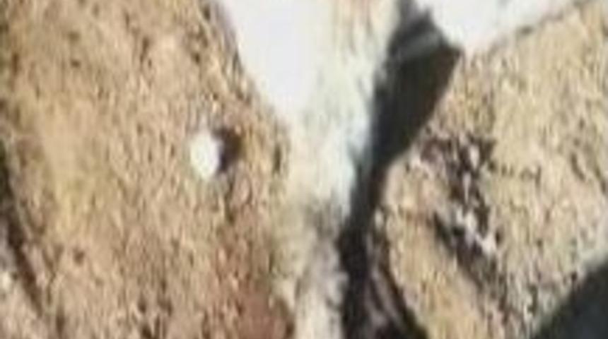 Eşeğin Ayaklarından Vurularak &Ouml;l&uuml;me Terk Edilmesi Tepki &Ccedil;ekti