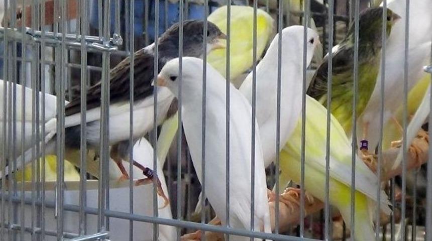 Bursa&rsquo;nın Şampiyon Kuşları Belirleniyor