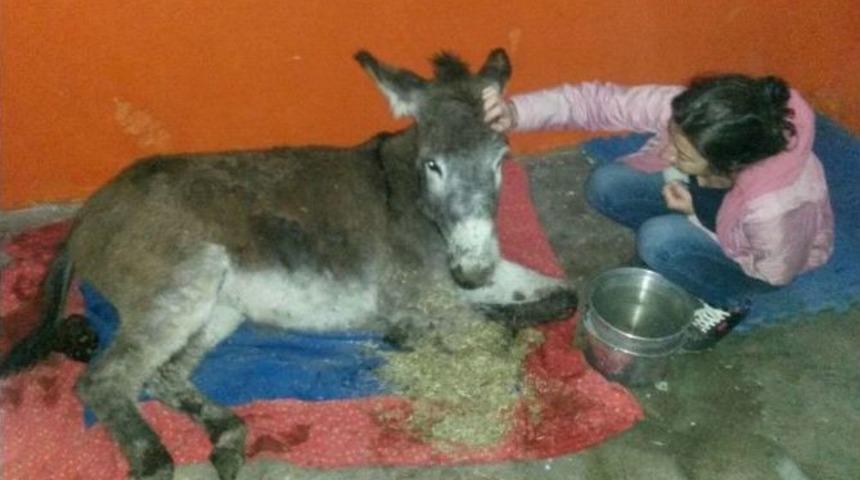 Bitlis&rsquo;ten Muş&rsquo;a Eşek Kurtarma Operasyonu