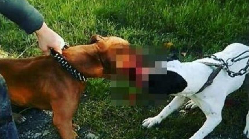 Vahşet G&ouml;r&uuml;nt&uuml;leri Hayvanseverleri Ayağa Kaldırdı