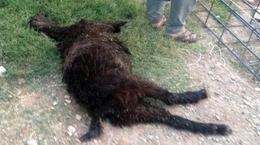 Ahır Yangınında, 3 K&uuml;&ccedil;&uuml;kbaş Hayvan Telef Oldu