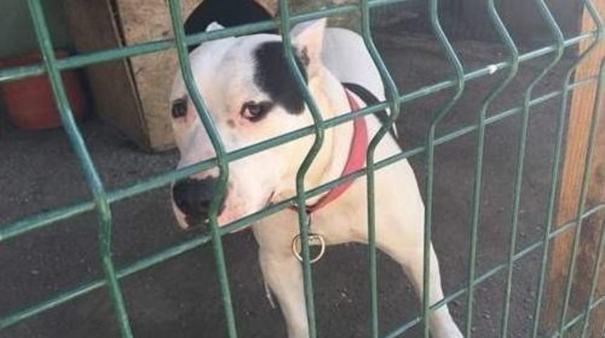 Facebook&rsquo;tan Pitbull Satışına 5 Bin Lira Para Cezası