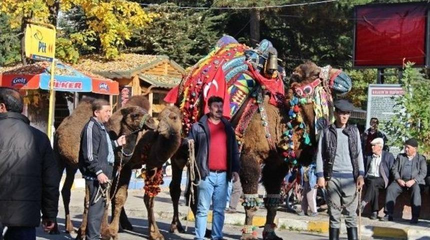 Kalkım&rsquo;da G&uuml;reş Develerine T&ouml;renle Havut Giydirildi