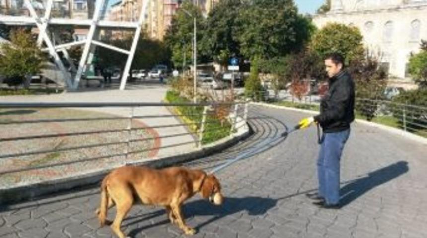 K&uuml;pesiz K&ouml;pekler Toplandı