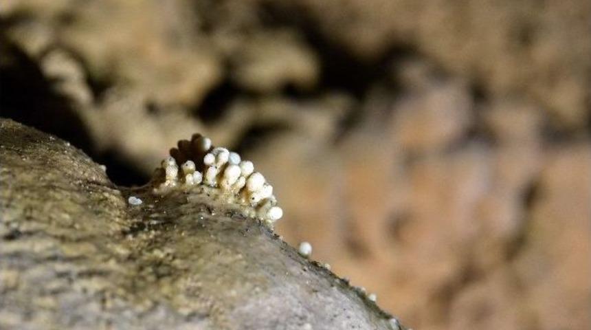 Karaca Mağarasına Rekor Ziyaret&ccedil;i