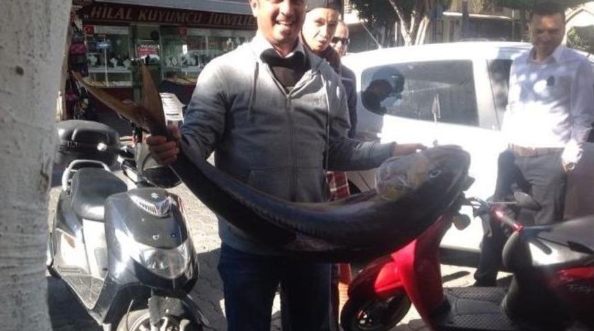 Amat&ouml;r Balık&ccedil;ılar Toplam 60 Kilo Olan 4 Kuzu Balığı Yakaladı