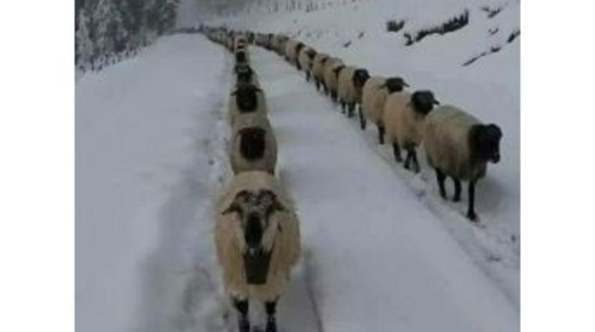 Yayladan G&ouml;&ccedil; S&uuml;r&uuml;yor